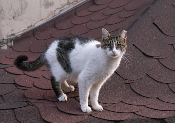 What are the latest innovations in UK automotive manufacturing?